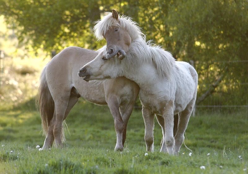 Valur und Gloi spielen b.jpg